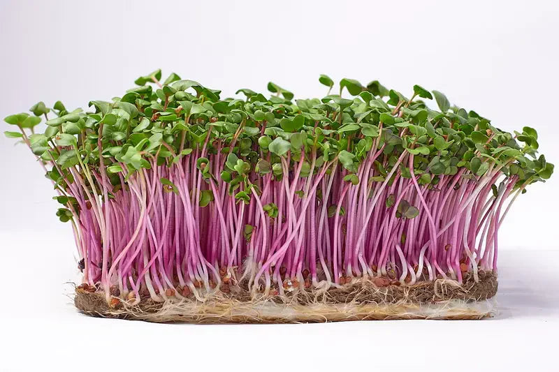 Exploring Radish Microgreens: A Colorful World of Flavor and Health