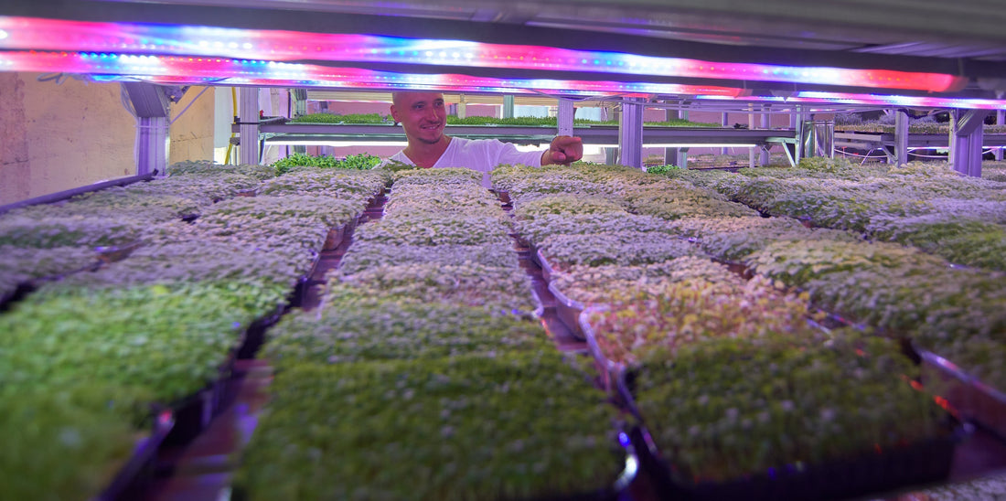 How to Grow Microgreens: Secrets of the Optimal Microclimate for Beginners and Pros