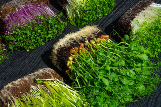 Step-by-Step Guide: How to Grow Your First Batch of Microgreens