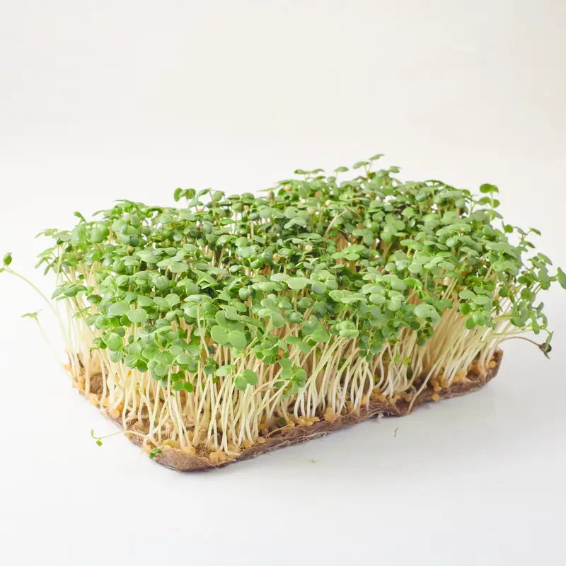Broccoli Raab Microgroenten Zaden