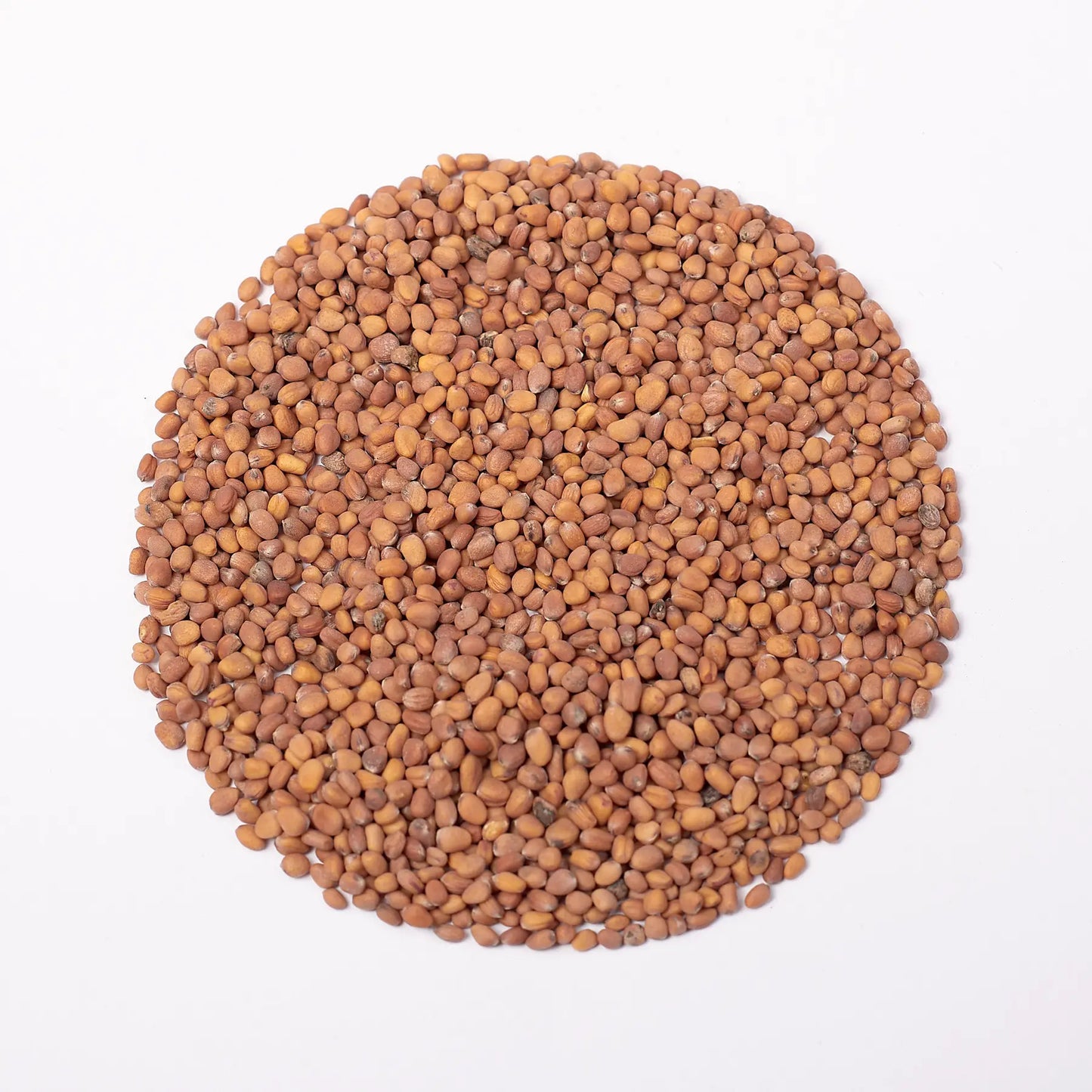 Red Coral Rettich Microgreens Samen