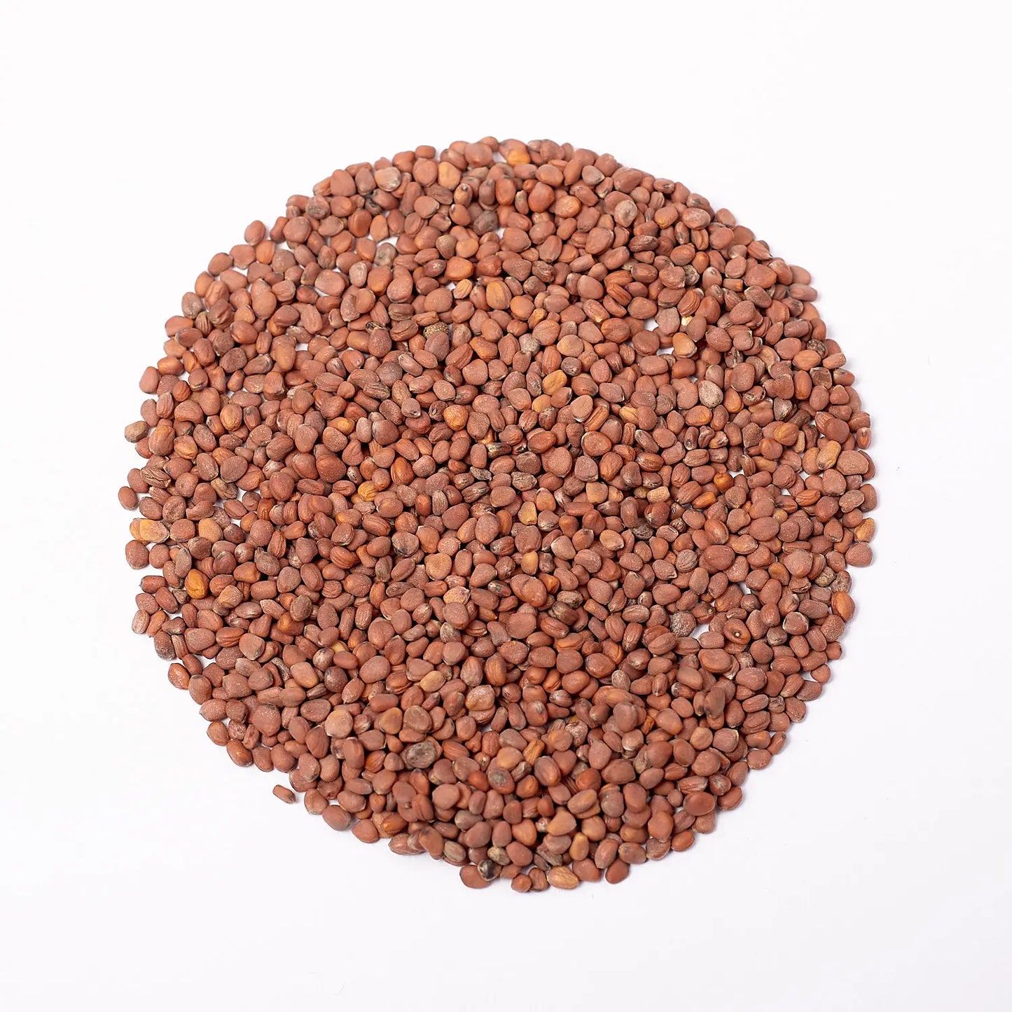 China Rose Radish Microgreens Seeds