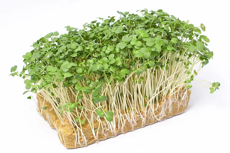 Grüne Rettich Daikon Microgreens Samen