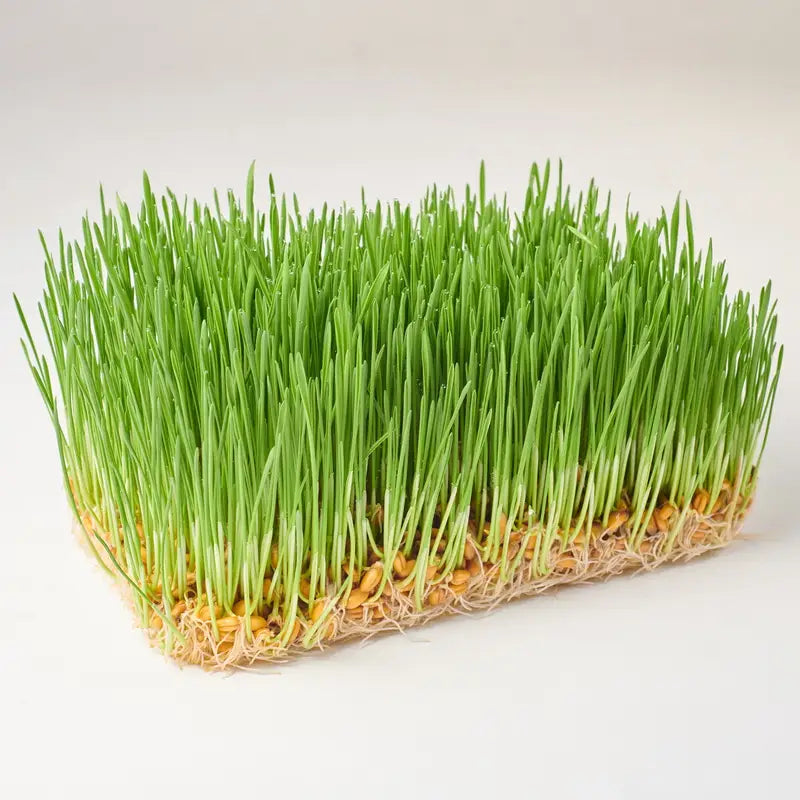 Wheat Microgreens Seeds