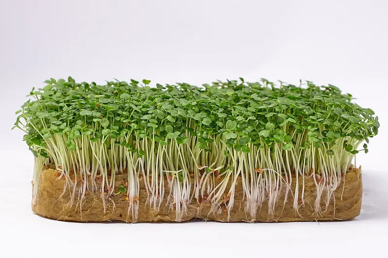 Rucola Microgroenten Zaden