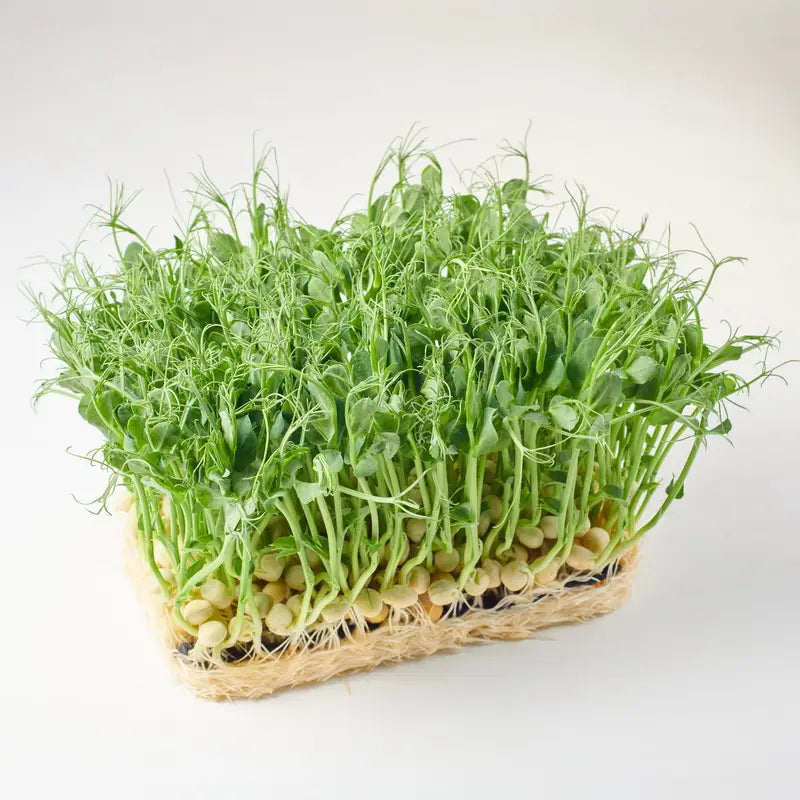 Pea Microgreens Seeds