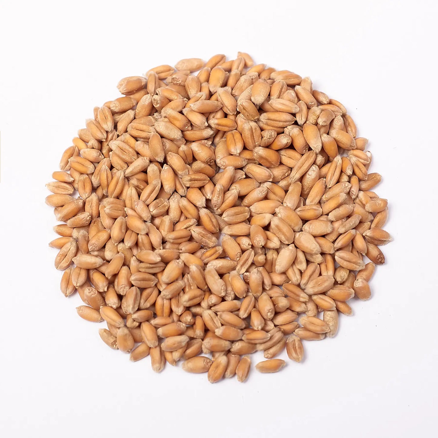 Wheat Microgreens Seeds