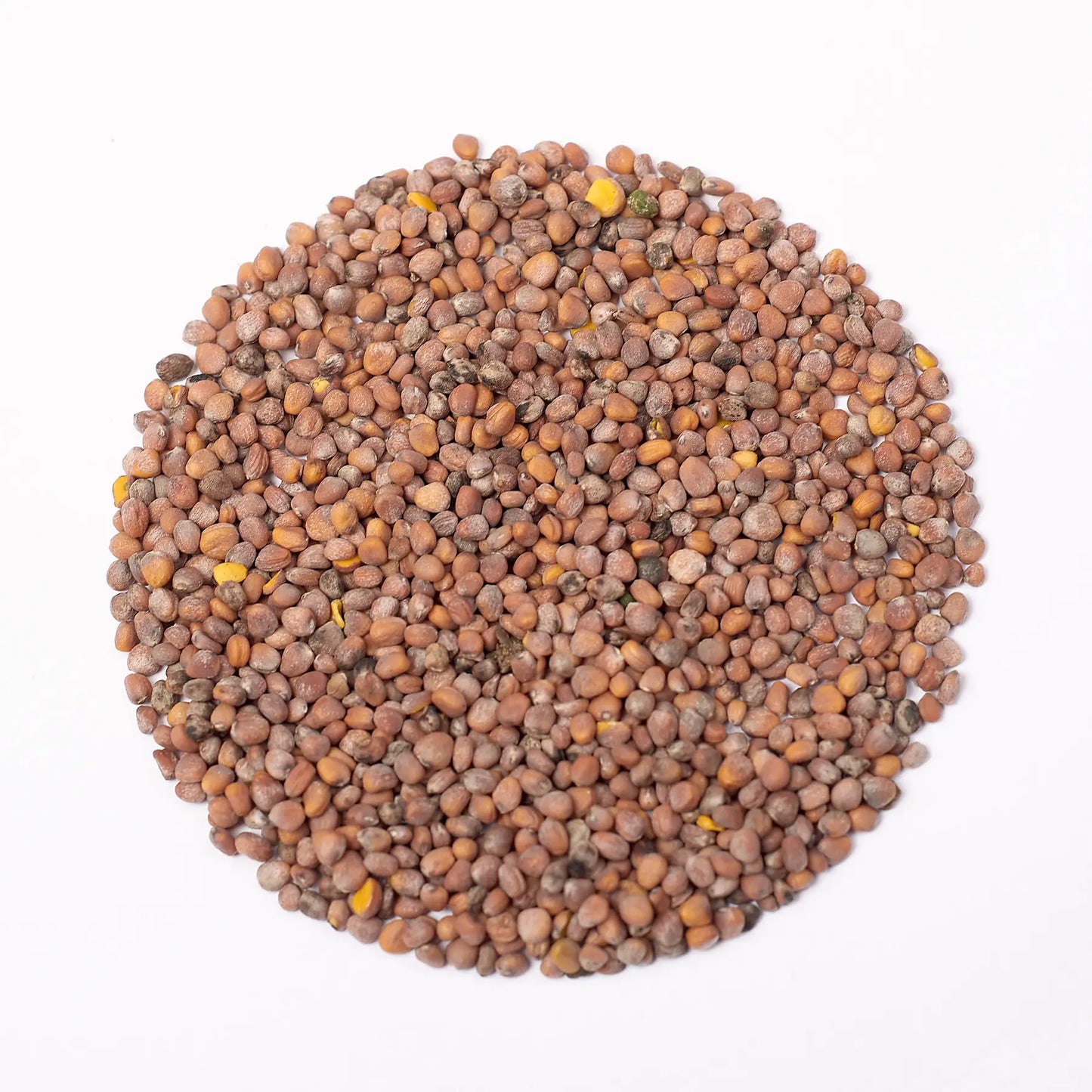 Grüne Rettich Daikon Microgreens Samen