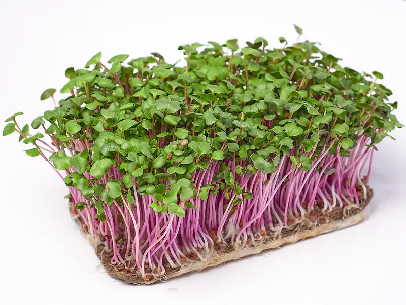 China Rose Radish Microgreens Seeds