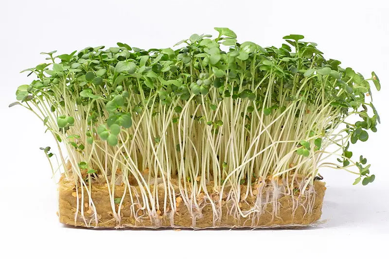 Grüne Rettich Daikon Microgreens Samen