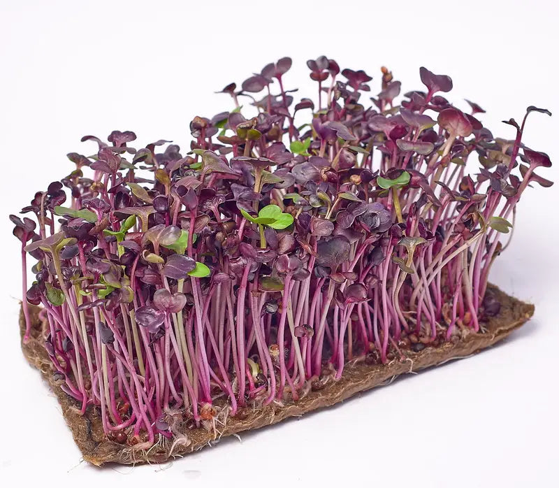 Sango Lila Rettich Microgreens Samen