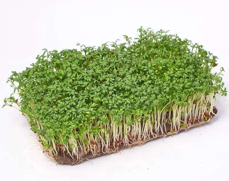 Kresse Microgreens Samen