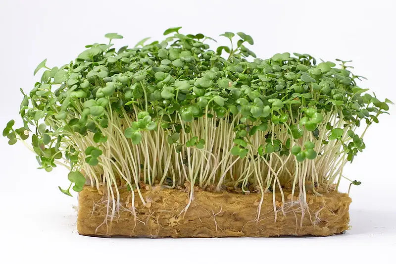 Grüne Rettich Daikon Microgreens Samen