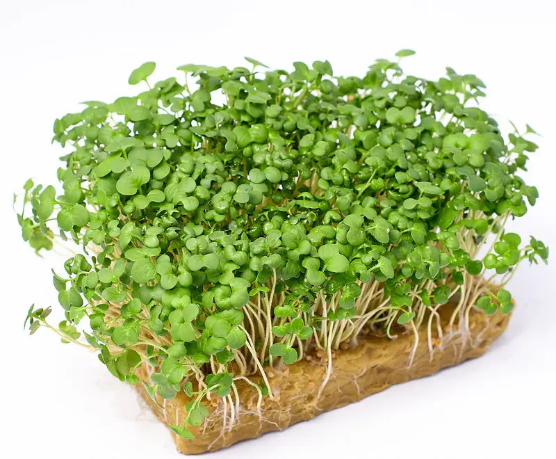 Grüne Rettich Daikon Microgreens Samen