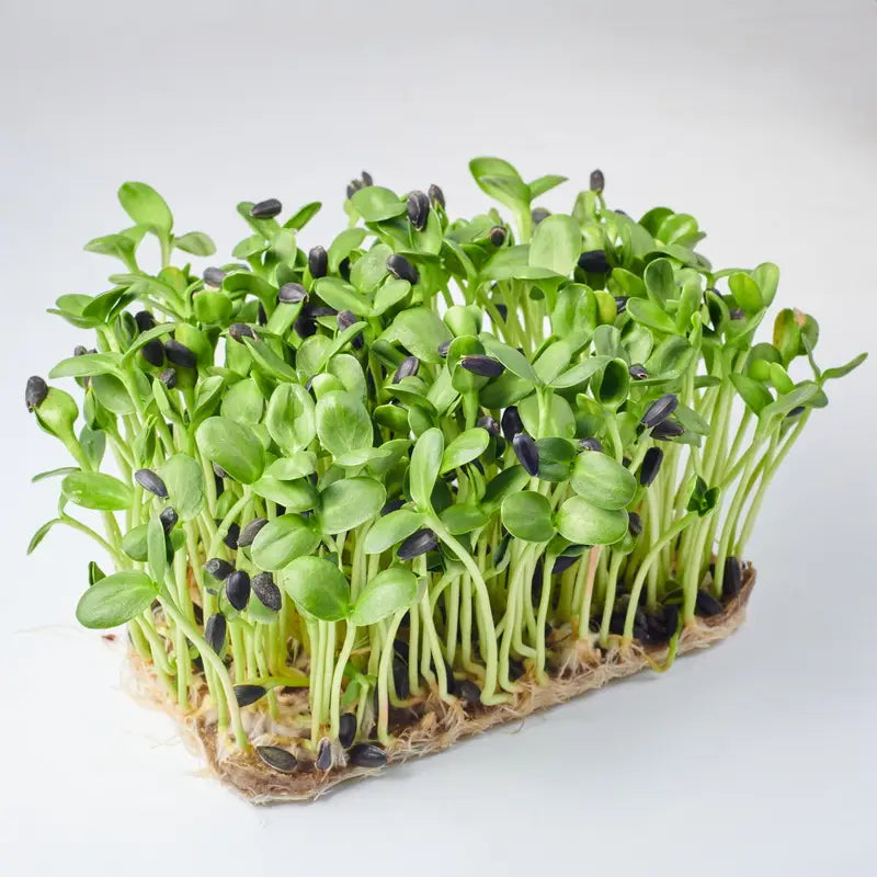Zonnebloem Microgroenten Zaden