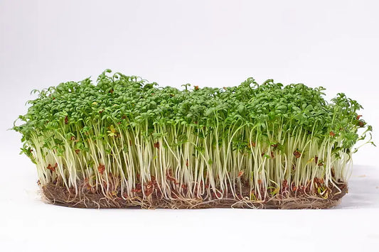 Cress Microgreens Seeds