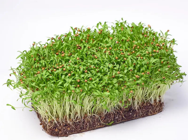 Koriander Microgreens Samen