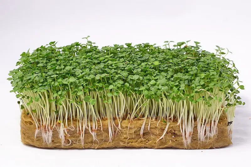 Rucola Microgroenten Zaden