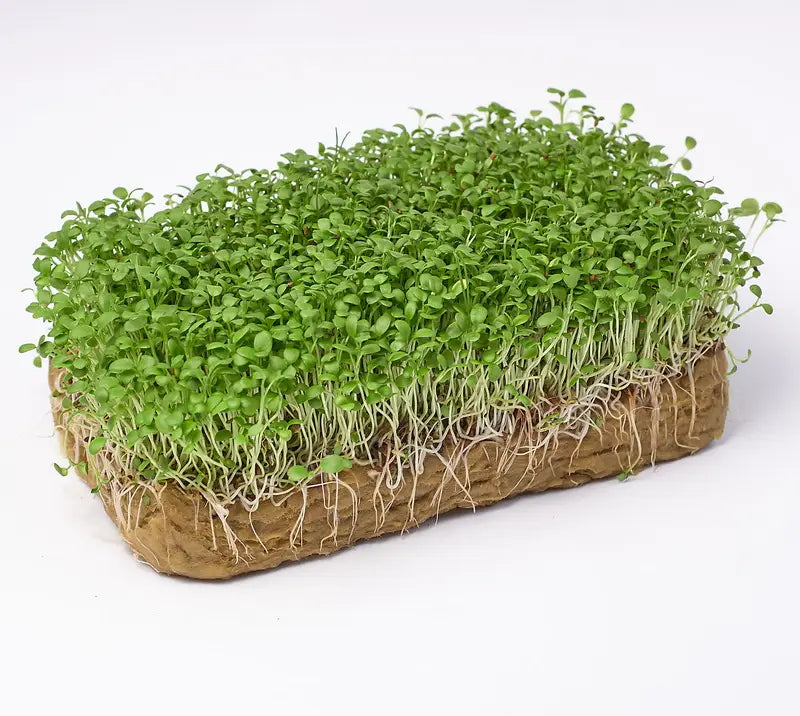 Luzerne Microgroenten Zaden