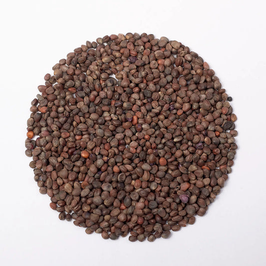 Graines de Micro-pousses de Radis Sango pourpre