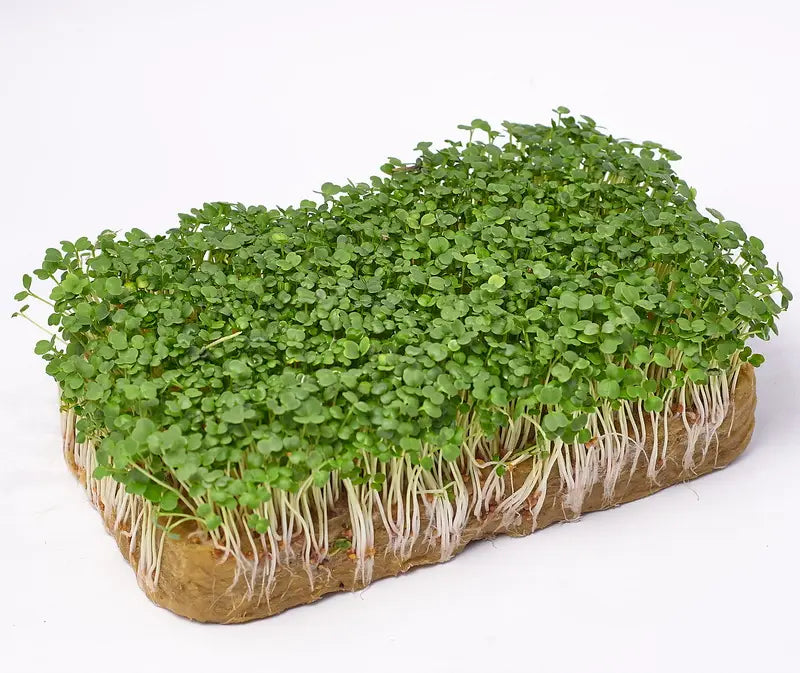 Rucola Microgroenten Zaden