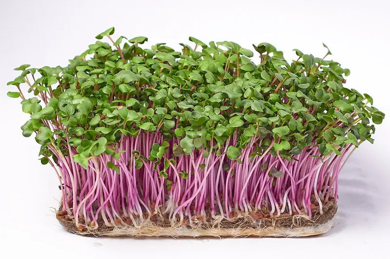 China Rose Radish Microgreens Seeds