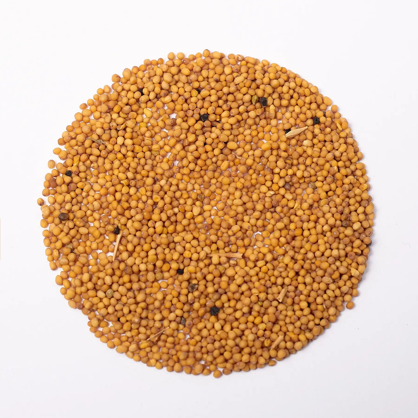 Weiße Senf Microgreens Samen