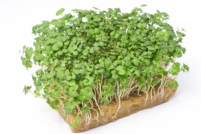 Grüne Rettich Daikon Microgreens Samen
