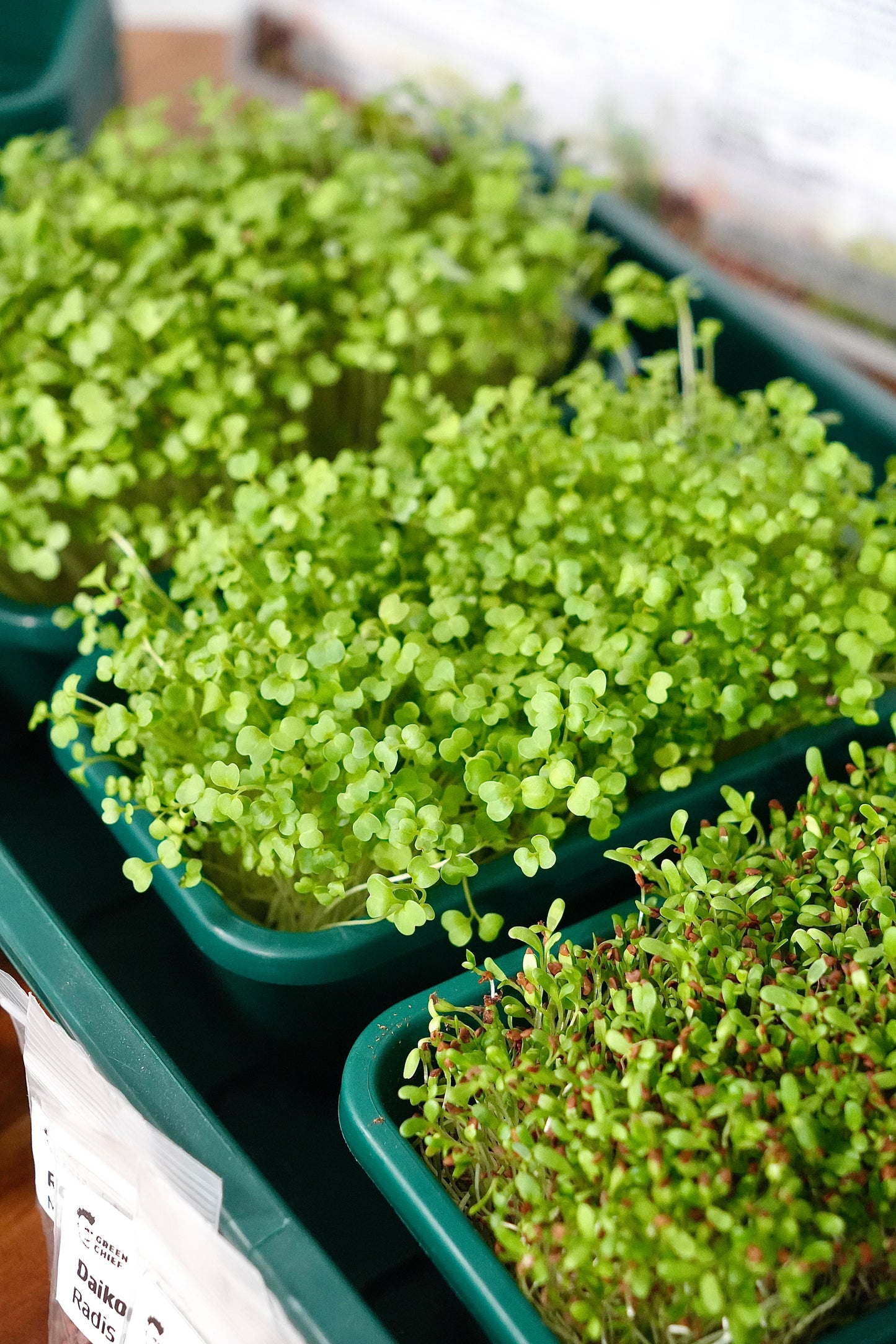 SPICY – Das pikante Microgreens-Set für intensiven Geschmack
