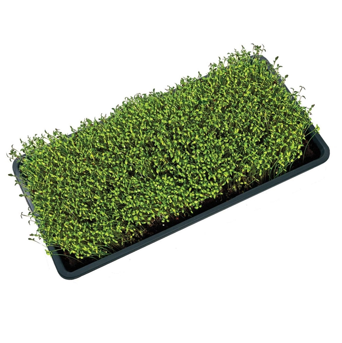 Поддон для микрозелени Garland с дренажными отверстиями 56x28x3 см