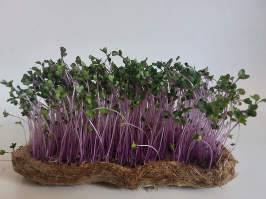 Red Kohlrabi Microgreen Seeds