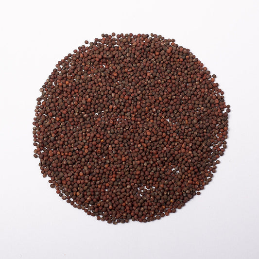 Red Kohlrabi Microgreen Seeds