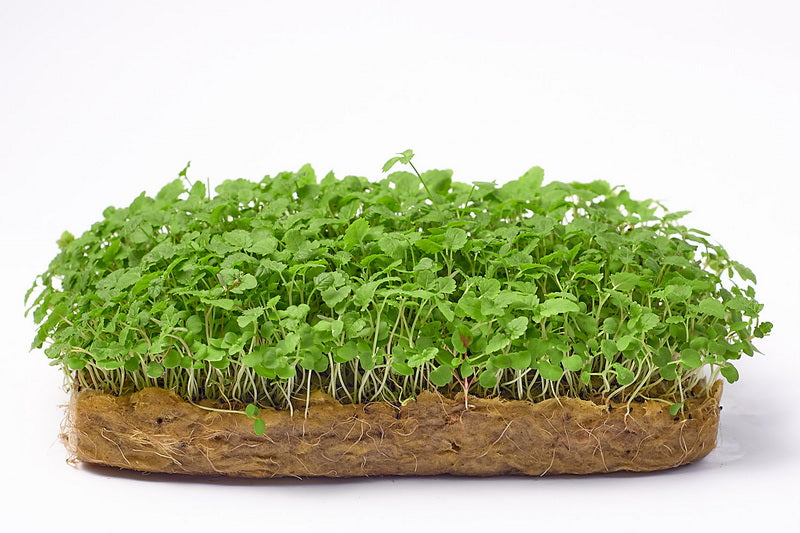 Semillas de Melisa para Microgreens