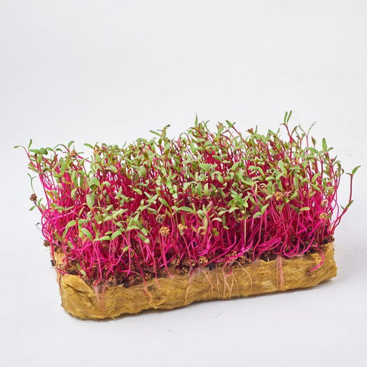 Graines de betterave à feuilles rouges