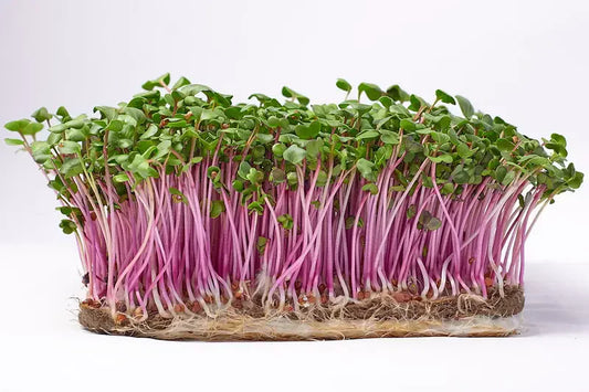Exploring Radish Microgreens: A Colorful World of Flavor and Health