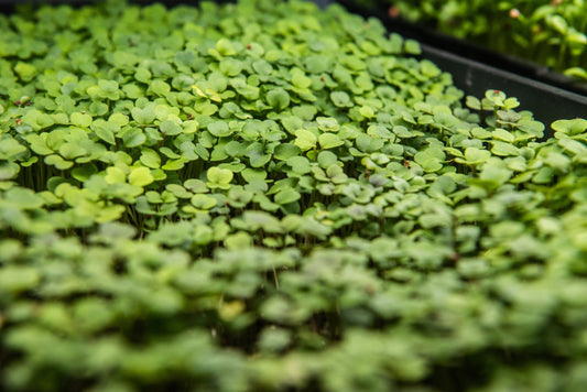 Sulforaphane in Broccoli Sprouts