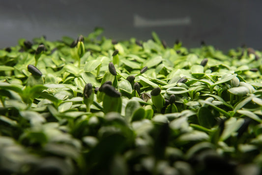 The Benefits of Chlorophyll in Microgreens