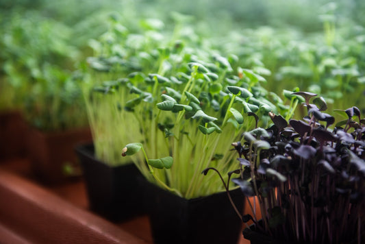 Microgreens and Sprouts in Urban Gardening