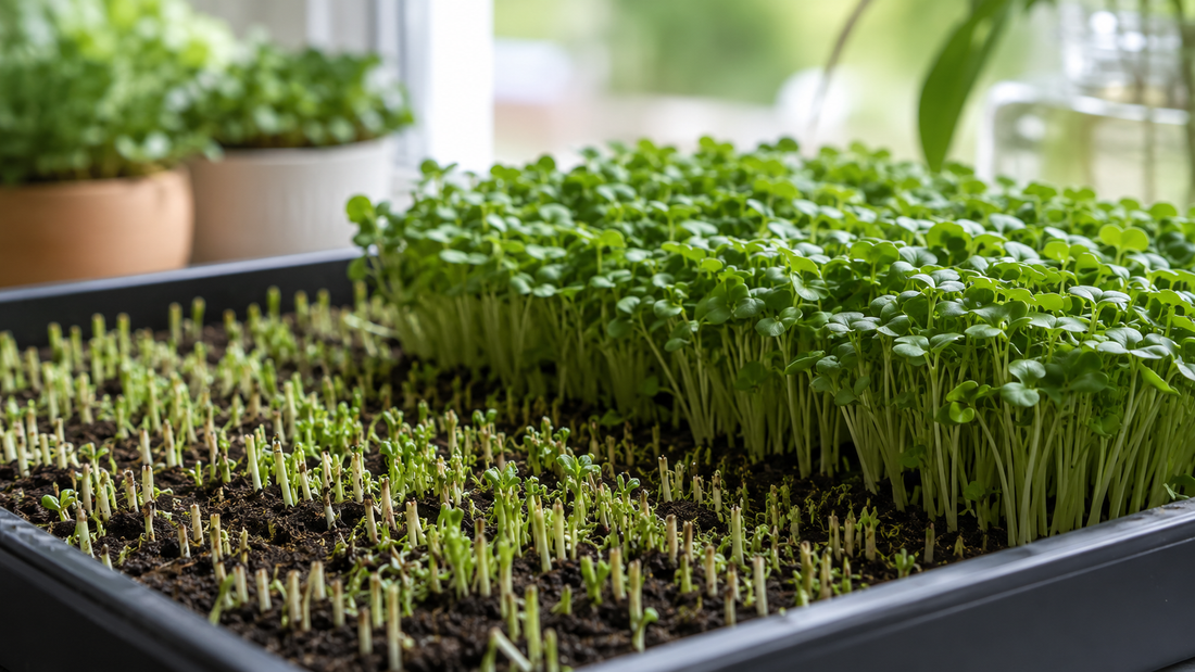 Do Microgreens Regrow After Cutting? The Honest Answer