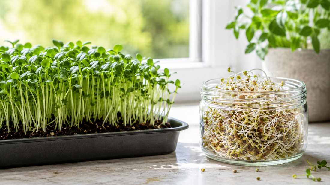 Microgreens vs Sprouts: What's the Difference? (Nutrition, Safety & Taste) | Green Chief