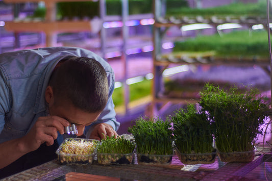 Microgreens Seeds – How to Choose and Where to Buy High-Quality Seeds