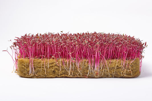Amaranth Microgreens: A Colorful and Nutrient-Dense Superfood