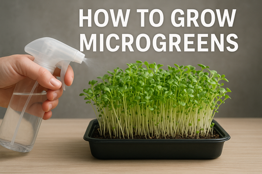How to Grow Microgreens: A Complete Beginner’s Guide