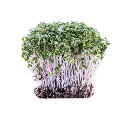 Brokkoli Purple Haze Mikrogrün Samen