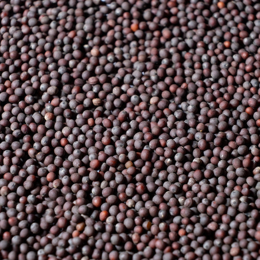 Red Mizuna Seeds