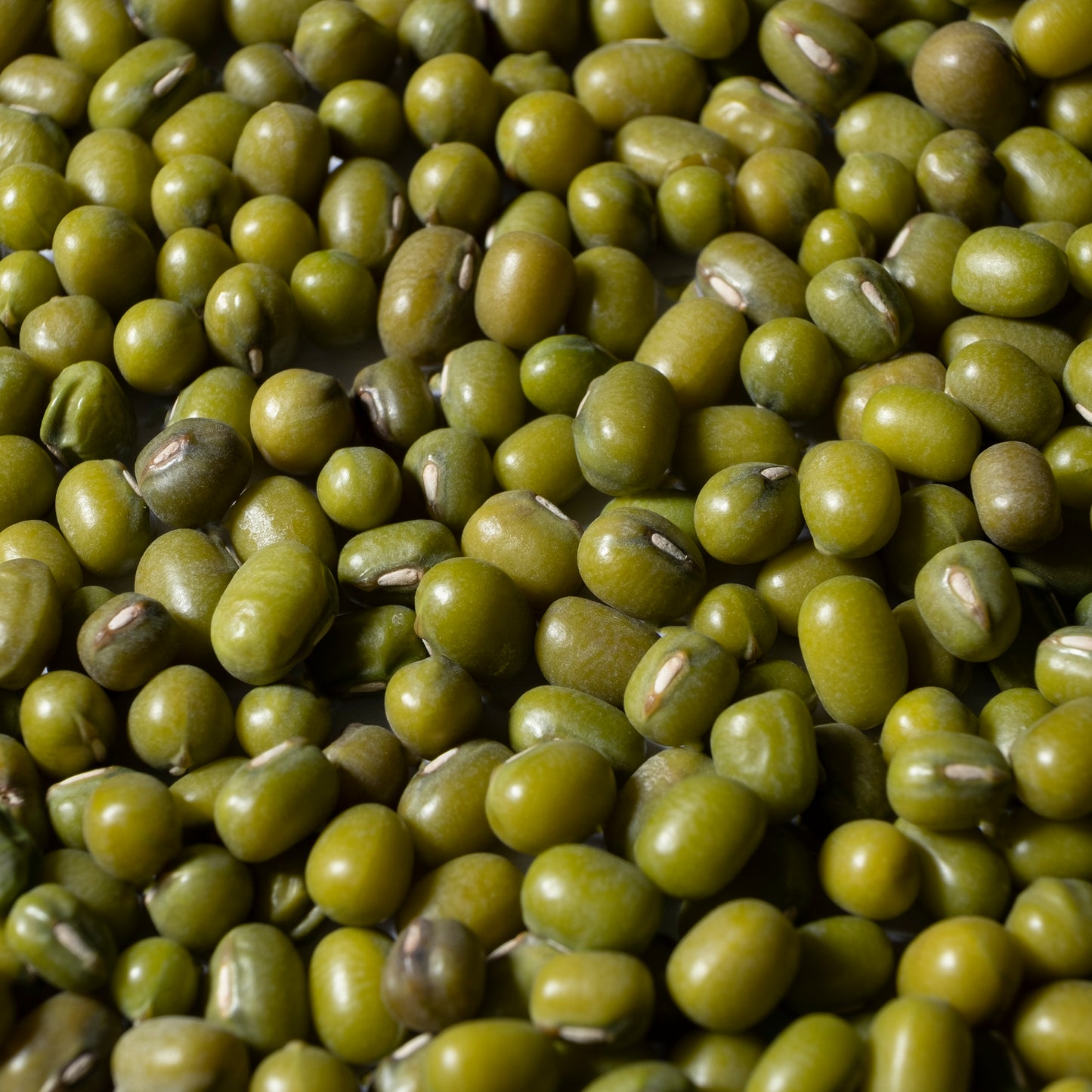 Mung Bean Microgreens Seeds