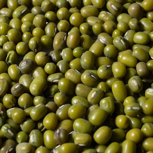 Mungbohnen Microgreens Samen