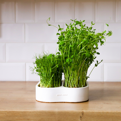 Komplettes Heim Microgreens Starter-Kit