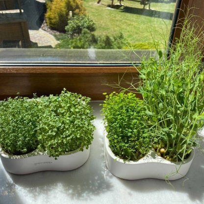 Komplettes Heim Microgreens Starter-Kit