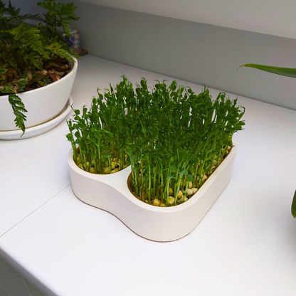 Komplettes Heim Microgreens Starter-Kit